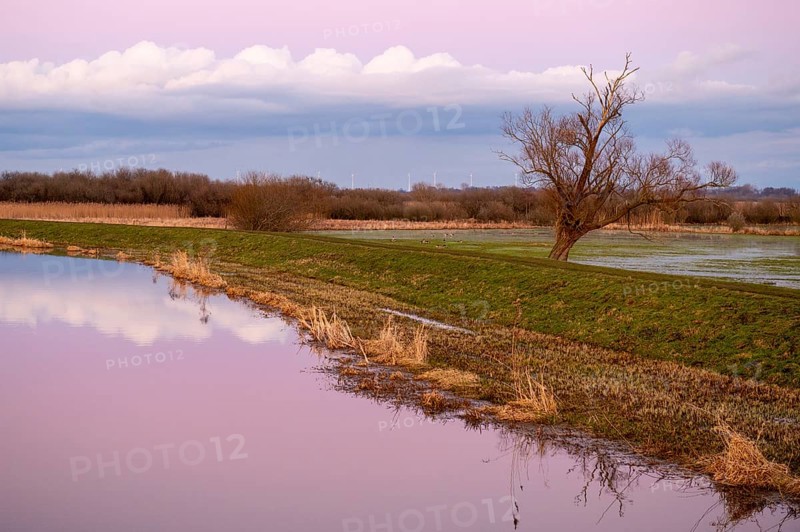 A single bare willow tree (Salix spec.) stands in a vast landscape under a pink sky at dusk at the Huntedeich near the mouth of the river Hunte, Dümmer nature park Park, Lower Saxony, Germany