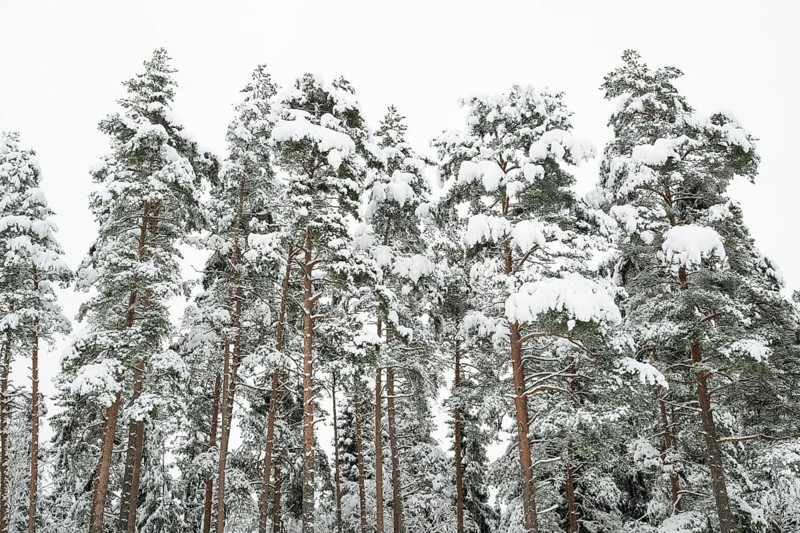 Deep snow-covered pine forest, near Jönköping, Jönköpings län, Sweden