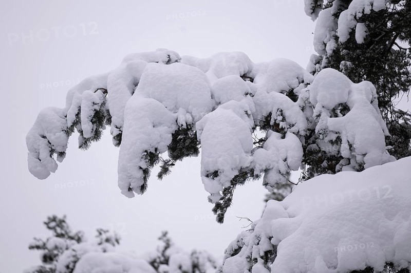 Snow-covered branch of a pine tree, near Jönköping, Jönköpings län, Sweden