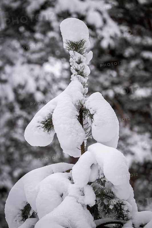 Snow-covered pine, near Jönköping, Jönköpings län, Sweden