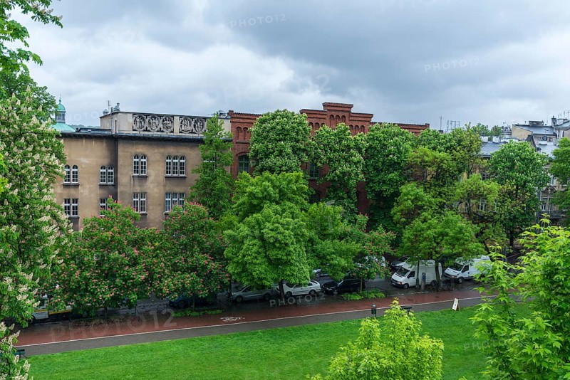 View of blossoming chestnuts (Castanea) from Wavel Hill, Krakow, Poland