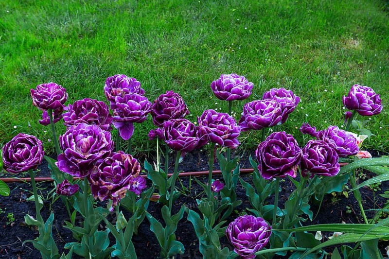 Tulips (Tulipoa) in the rain, Krakow, Poland