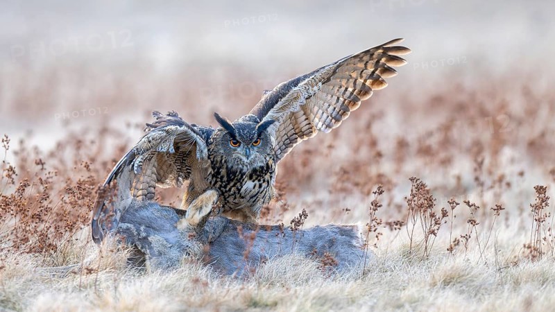 Eurasian Eagle-owl (Bubo bubo), on a roe deer (Capreolus capreolus), roadkill, Swabian Alb biosphere reserve, Baden-Württemberg, Germany