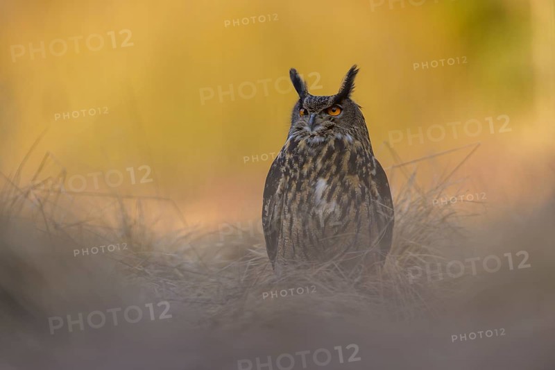Eurasian Eagle-owl (Bubo bubo), sitting in a meadow in the last light, backlight, Swabian Alb biosphere reserve, Baden-Württemberg, Germany