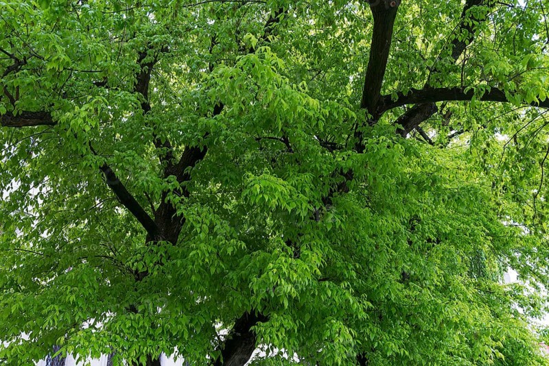 Maple tree (Acer) with May green leaves, Krakow, Poland