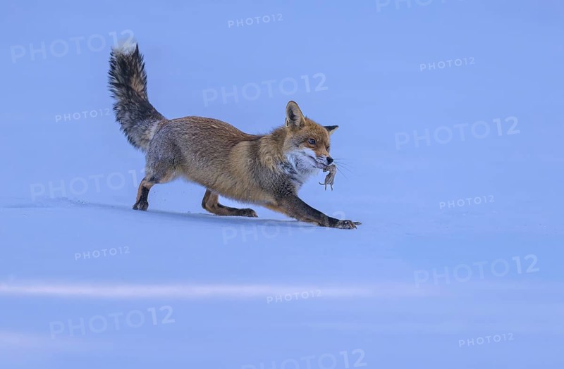 Red fox (Vulpes vulpes), with caught mouse on a meadow covered with snow, Swabian Alb biosphere reserve, Baden-Württemberg, Germany