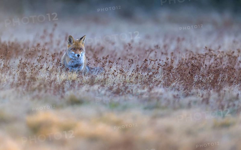 Red fox (Vulpes vulpes), securing in the last light, Swabian Alb biosphere reserve, Baden-Württemberg, Germany