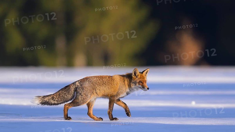 Red fox (Vulpes vulpes), foraging in a meadow covered with snow, Swabian Alb biosphere reserve, Baden-Württemberg, Germany
