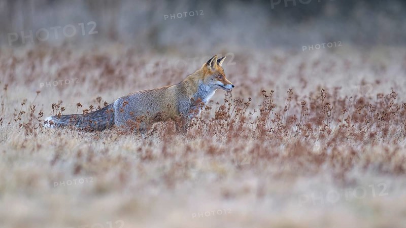 Red fox (Vulpes vulpes), securing in the last light in a meadow, Swabian Alb biosphere reserve, Baden-Württemberg, Germany
