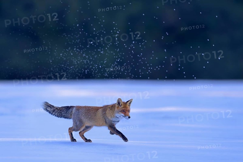 Red fox (Vulpes vulpes), jumping fox on a snow-covered meadow with snow crystals, Swabian Alb biosphere reserve, Baden-Württemberg, Germany