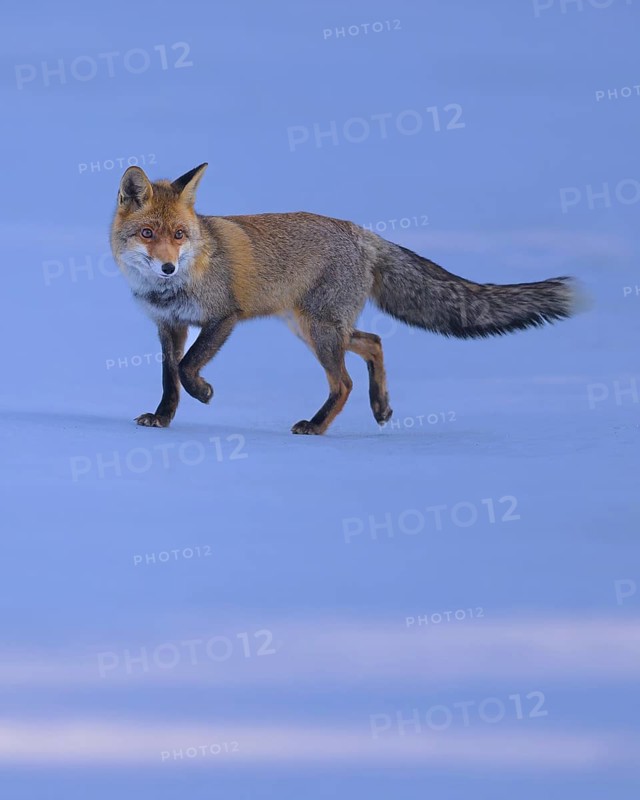 Red fox (Vulpes vulpes), foraging in a meadow covered with snow, Swabian Alb biosphere reserve, Baden-Württemberg, Germany