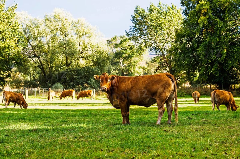 Bulls and Cows on Scottish Borders Farms, Scotland, UK