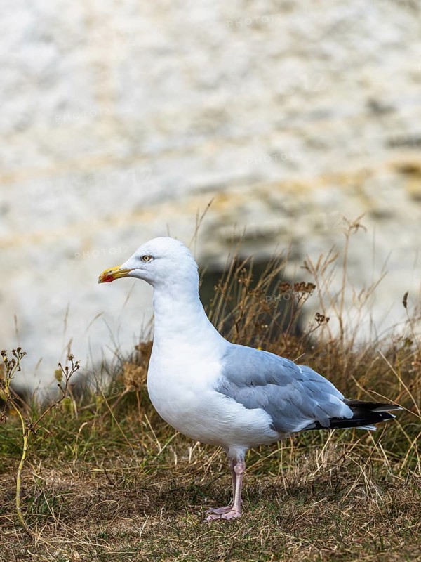 Herring Gull, Sea Gull, Gulls on Dorset cliff, England, United Kingdom