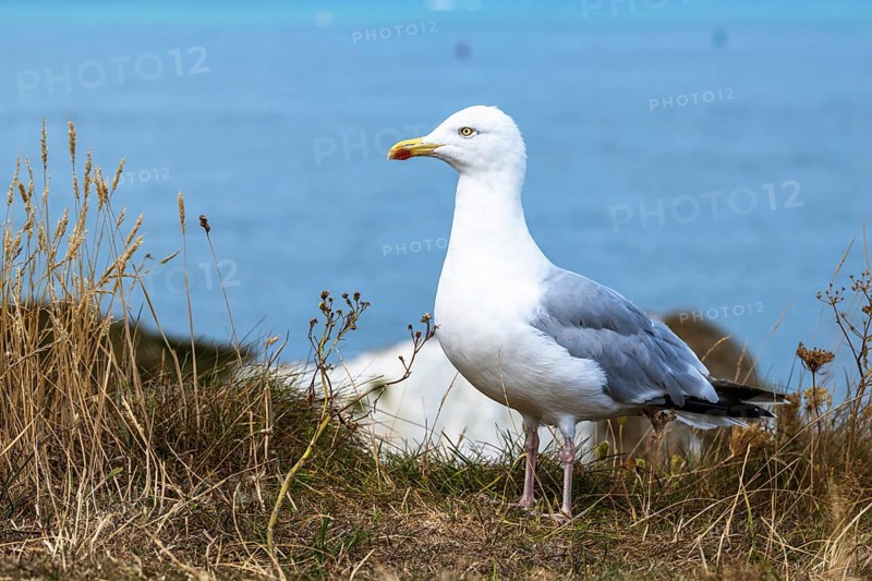 Herring Gull, Sea Gull, Gulls on Dorset cliff, England, United Kingdom