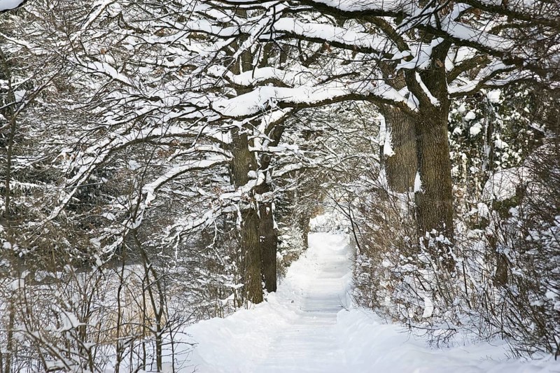 Oak avenue (Quercus robur), hiking trail, walking path, winter landscape, Penzberg, Upper Bavaria, Germany