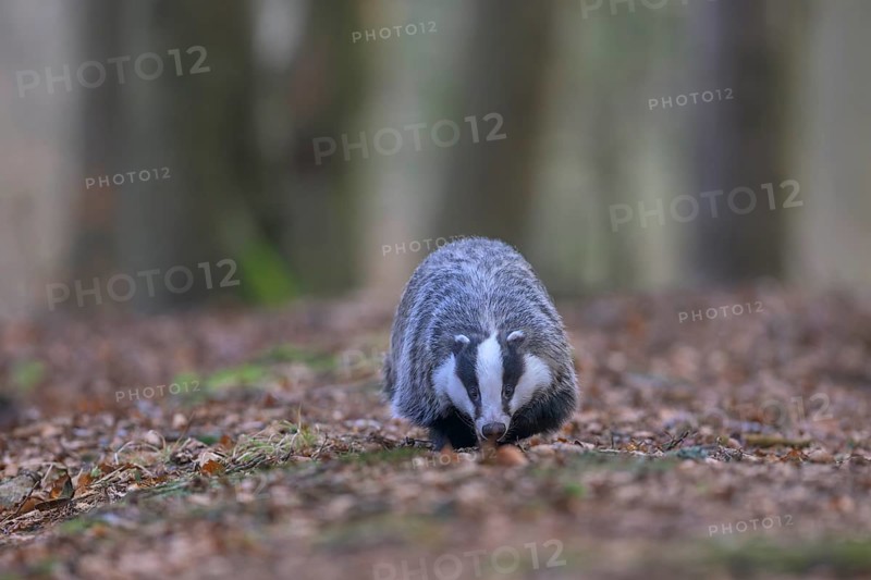 European badger (Meles meles), foraging in a beech forest, Swabian Alb biosphere reserve, Baden-Württemberg, Germany