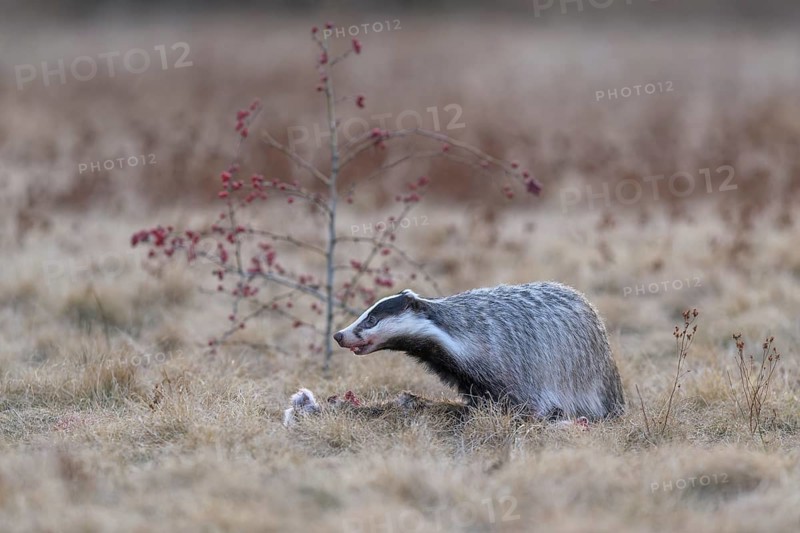 European badger (Meles meles), on roadkill, European hare (Lepus europaeus), in a meadow, Swabian Alb biosphere reserve, Baden-Württemberg, Germany