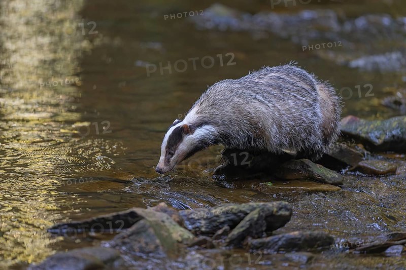 European badger (Meles meles), foraging on the banks of a stream in the last light, deciduous tree reflected in the water, Swabian Alb biosphere reserve, Baden-Württemberg, Germany