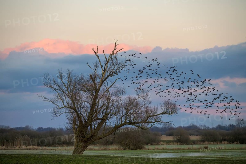 A flock of starlings (Sturnus vulgaris) flies into a bare willow (Salix spec.) standing at the wheel of wet grassland meadows at sunset, Dümmer nature park Park, Lower Saxony, Germany