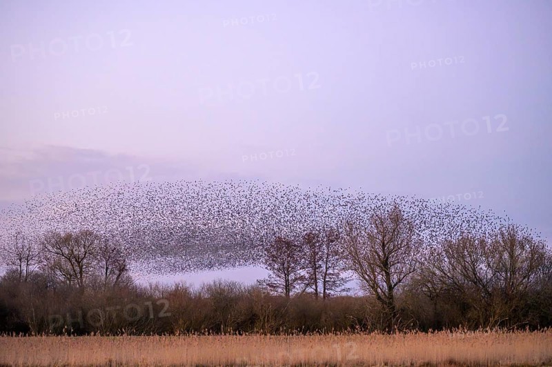 A flock of starlings (Sturnus vulgaris) forms impressive patterns in front of a colourful sky at sunset, Dümmer nature park Park, Lower Saxony, Germany