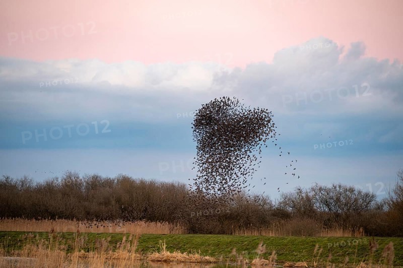 A flock of starlings (Sturnus vulgaris) draws a dynamic heart-shaped form in the sky, Dümmer nature park Park, Lower Saxony, Germany
