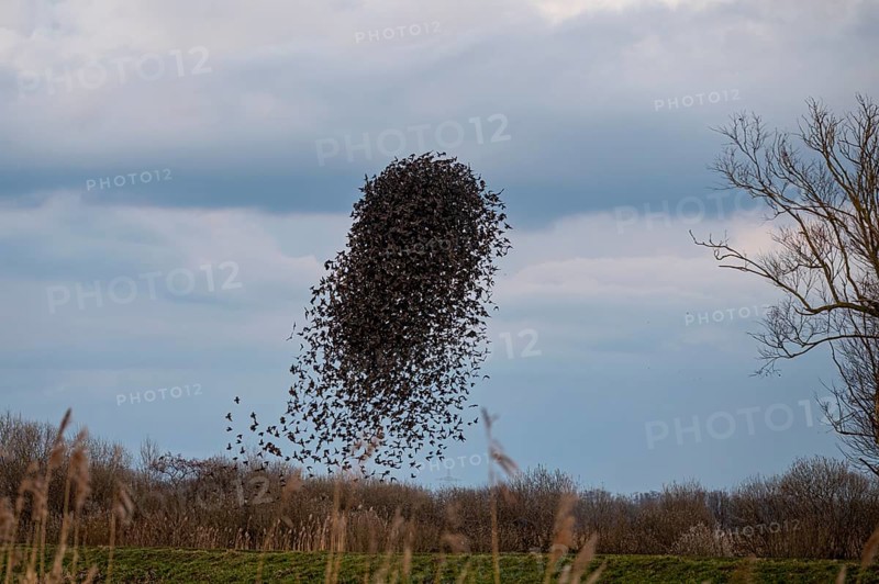 A flock of starlings (Sturnus vulgaris) draws a dynamic shape in the sky, Dümmer nature park Park, Lower Saxony, Germany
