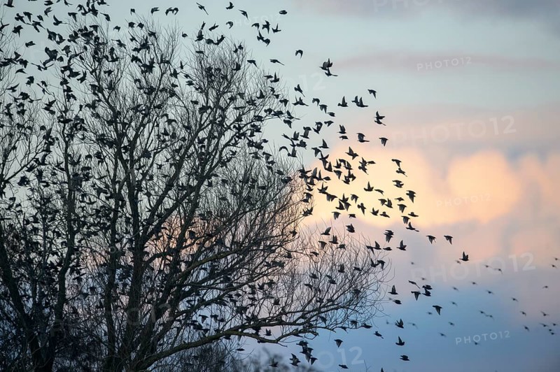 A flock of starlings (Sturnus vulgaris) flying from a tree in front of a colourful sky at sunset, Dümmer nature park Park, Lower Saxony, Germany