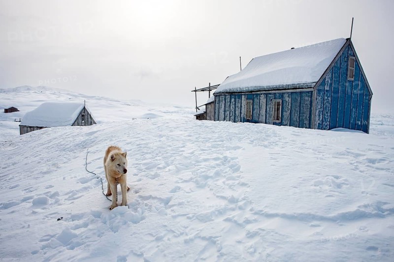 Greenlandic dog outside a house in the village of Tiniteqilaaq, the village is one of five settlements around Ammassalik Island, located in the Sermersooq municipality on Ikasativaq Fjord, north of Ammassalik Island and facing Sermilik, Greenland, North America