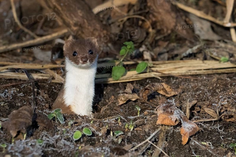 An ermine (Mustela erminea) looks out attentively from its den on a leaf-covered forest floor, Hesse, Germany