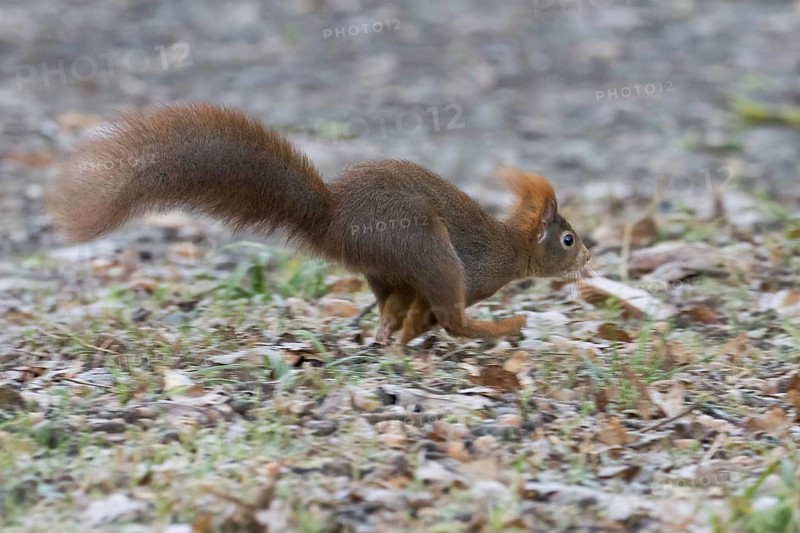 A squirrel (Sciurus vulgaris) running across forest-covered ground in autumn, Hesse, Germany