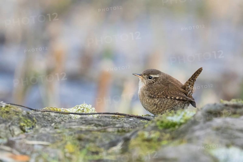 A wren (Troglodytes troglodytes) sits on a moss-covered rock and looks attentively, Hesse, Germany