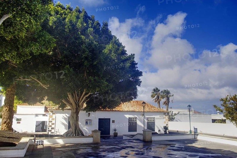 Quiet site with large tree and white building, Yaiza Lanzarote