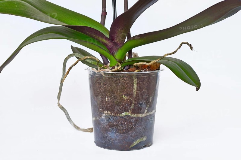 Transparent flower pot with roots and air roots of orchid flower on white backrgound
