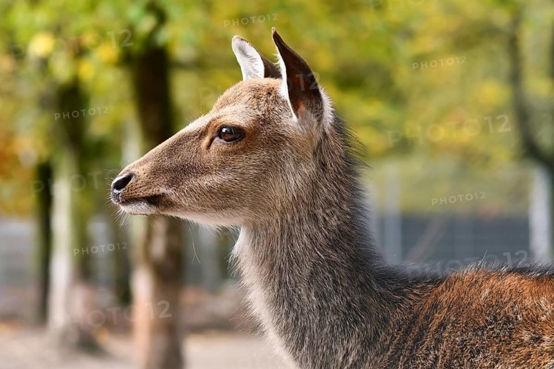 Side view of head of Cervus nippon Shika deer