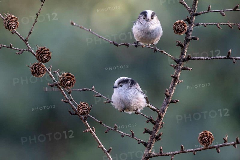 Long-tailed tits (Aegithalos caudatus), Emsland, Lower Saxony, Germany