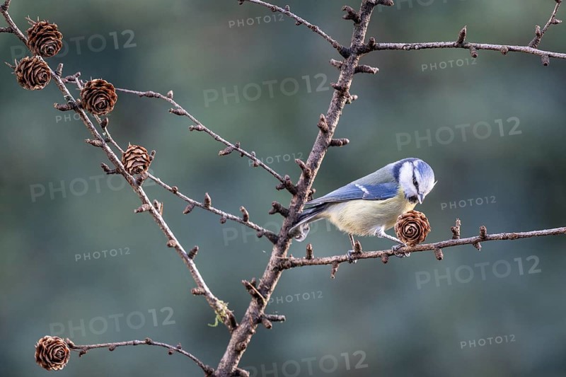 Blue tit (Parus caerulea), Emsland, Lower Saxony, Germany