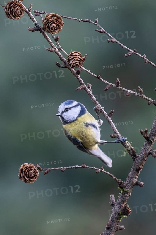 Blue tit (Parus caerulea), Emsland, Lower Saxony, Germany