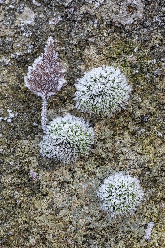 Moss and birch leaf in hoarfrost, Emsland, Lower Saxony, Germany