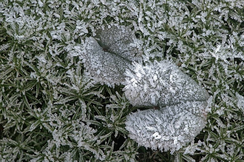 Cyclamen leaf (Cyclamen coum) on moss in hoarfrost, Emsland, Lower Saxony, Germany