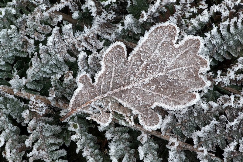 Oak leaf (Quercus robur) on fern frond (Polystichum) in hoarfrost, Emsland, Lower Saxony, Germany