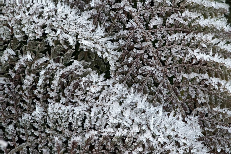 Fern fronds (Polystichum) in hoarfrost, Emsland, Lower Saxony, Germany