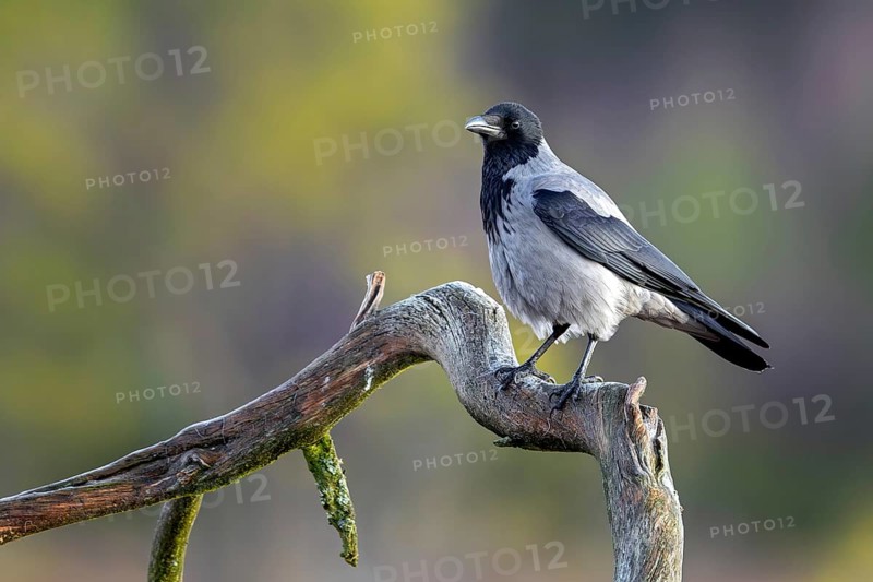 Northern European hooded crow (Corvus cornix cornix, Corvus corone cornix) perched on branch in winter