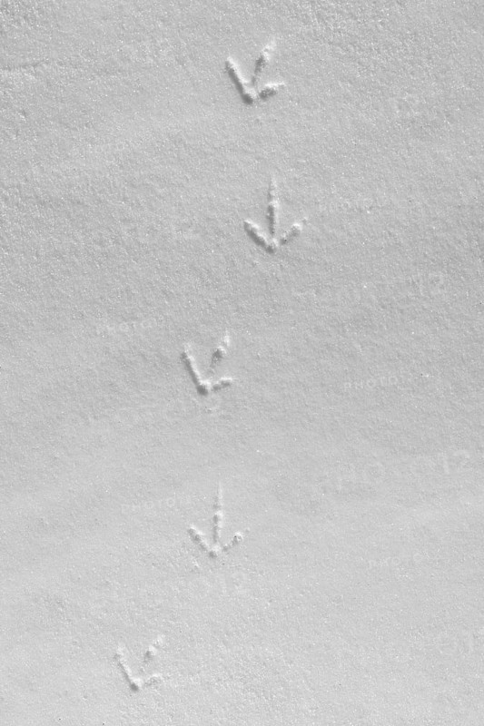 Rock ptarmigan (Lagopus muta, Lagopus mutus) tracks, footprints in the snow in winter