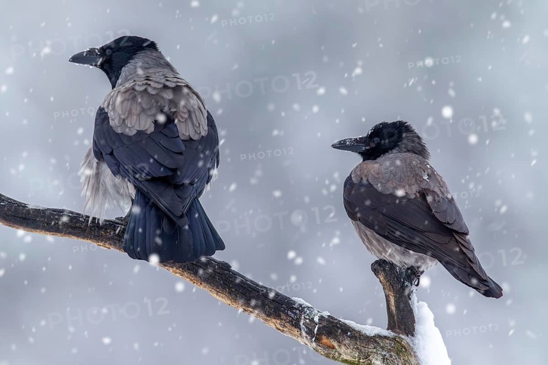 Two Northern European hooded crows (Corvus cornix cornix) in the snow perched on branch during heavy snowfall in winter