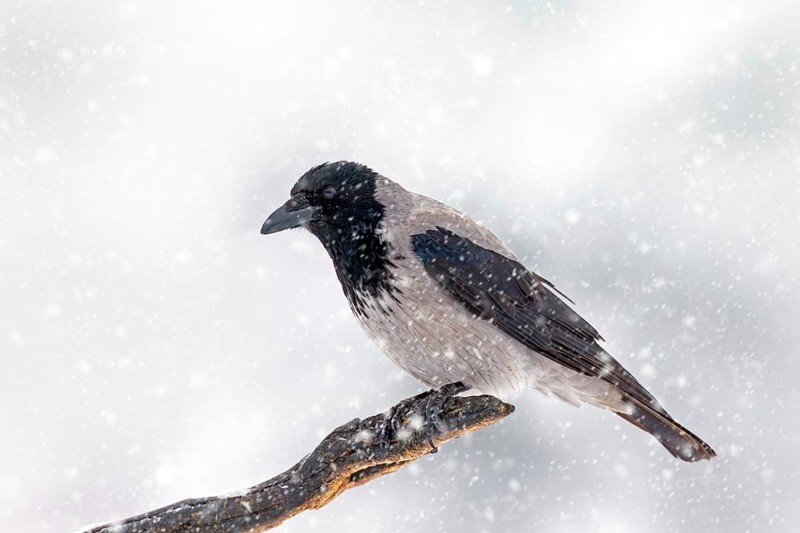 Northern European hooded crow (Corvus cornix cornix) in the snow perched on branch during heavy snowfall in winter