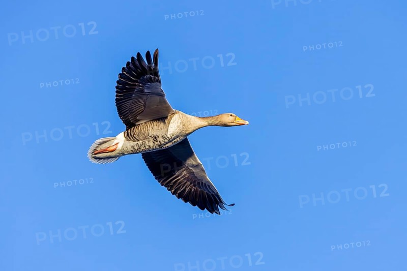 Greylag goose, graylag goose (Anser anser) flying against blue sky in winter