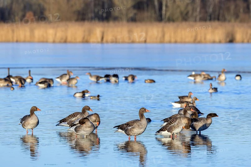 Greylag geese, graylag goose flock (Anser anser) resting in shallow water of lake in winter