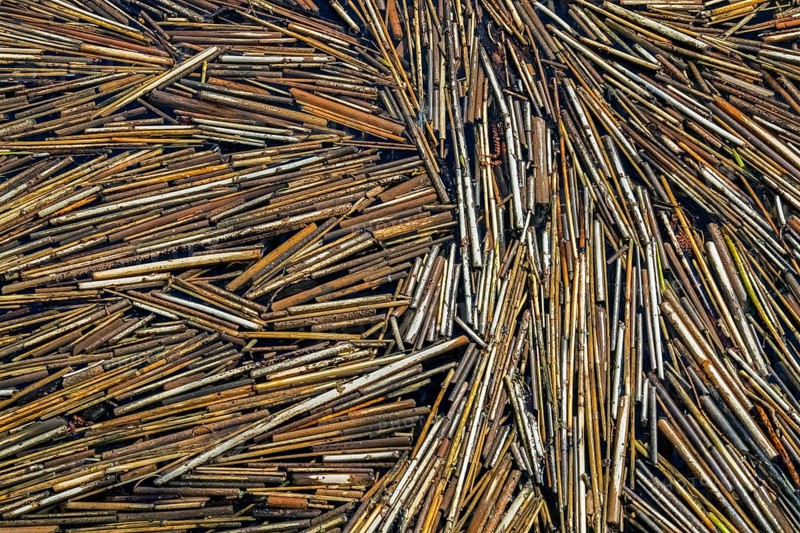 Common reeds (Phragmites australis, Phragmites communis) broken reed stems floating in water of pond in wetland in spring