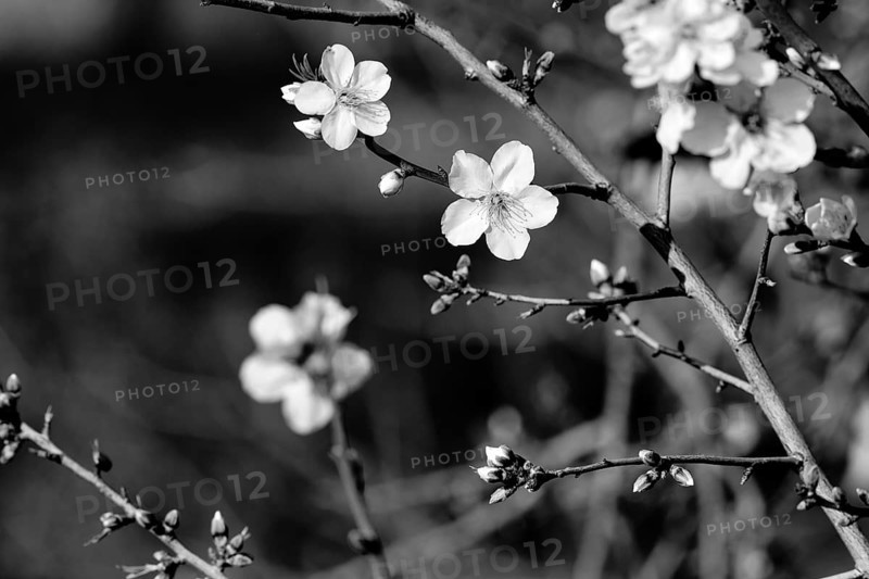 Almond blossom, blossoming branch, almond tree (Prunus dulcis), monochrome, Agrigento, Sicily, Southern Italy, Italy