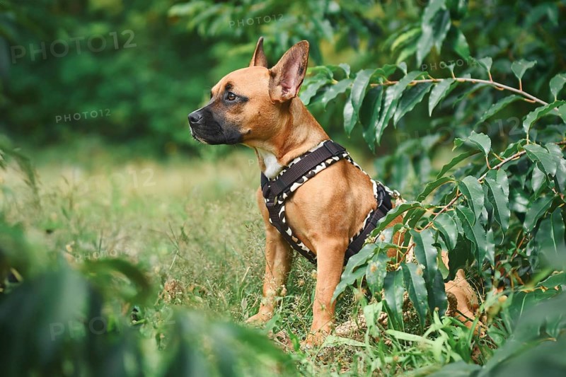 Dog wearing Y-shaped harness sitting among grass and plants